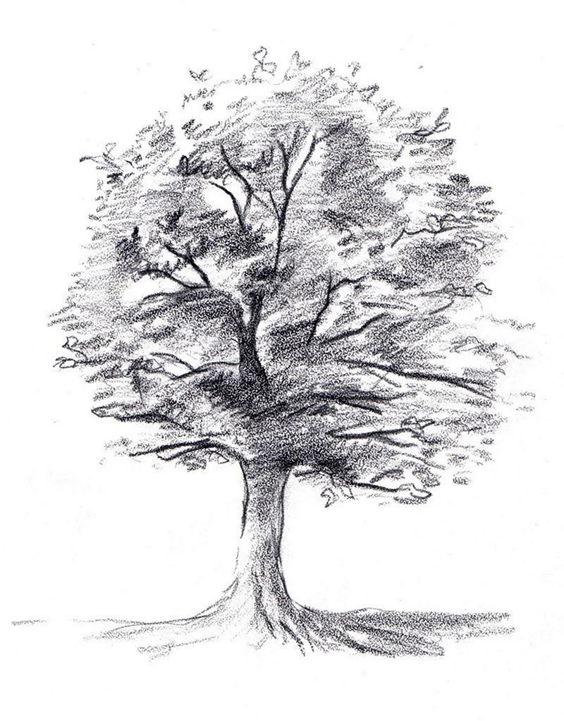 Дерево. Рисунок карандашом | Пикабу