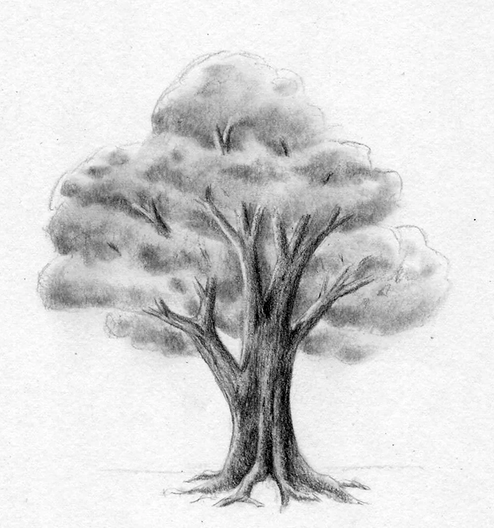 Как нарисовать дуб, сосну, клен карандашом (63 фото) - поэтапные мастер классы для начинающих