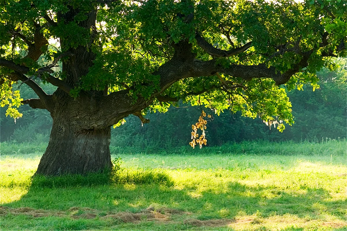 Дерево вяз в Ясной Поляне