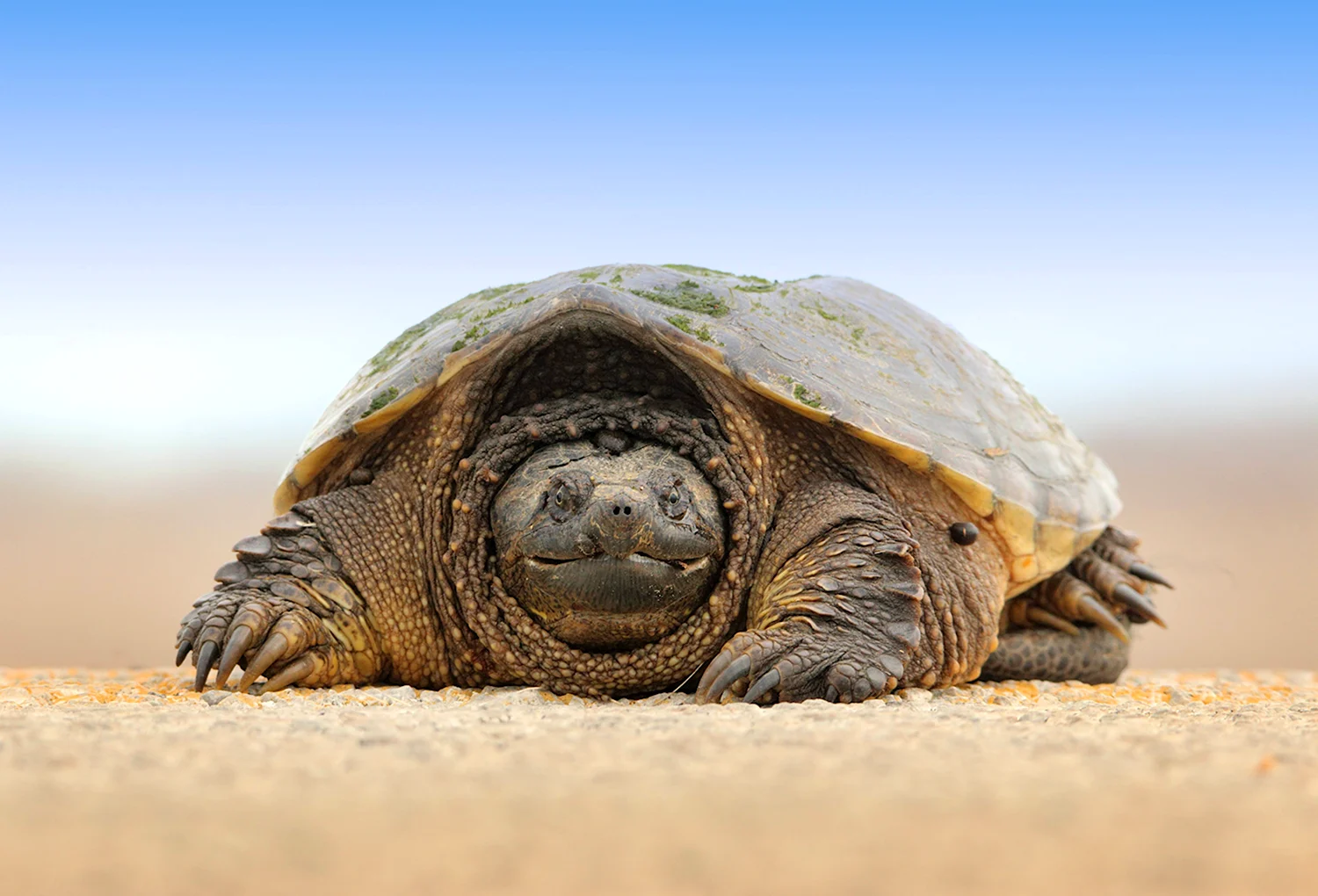 Черепахи - красивые картинки (77 фото)