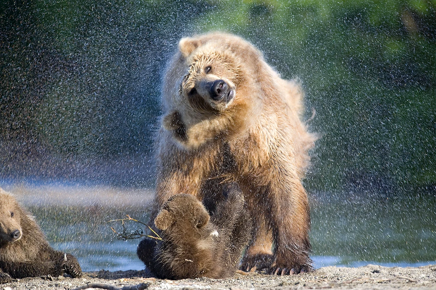 Про ме. Бурый медведь косолапый. Красивый медведь. Забавный медведь. Смешной медведь.