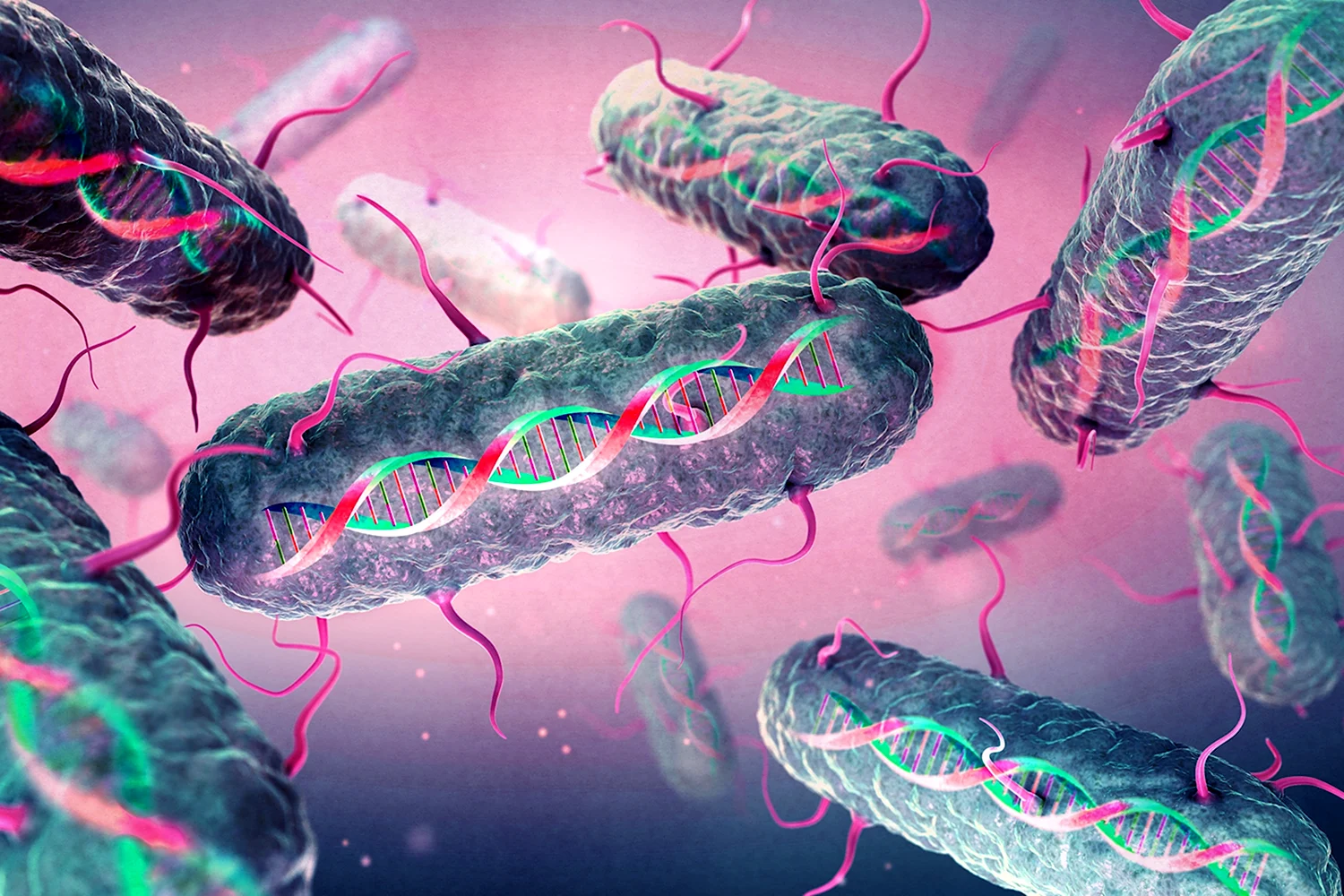 ДНК термофильных бактерий