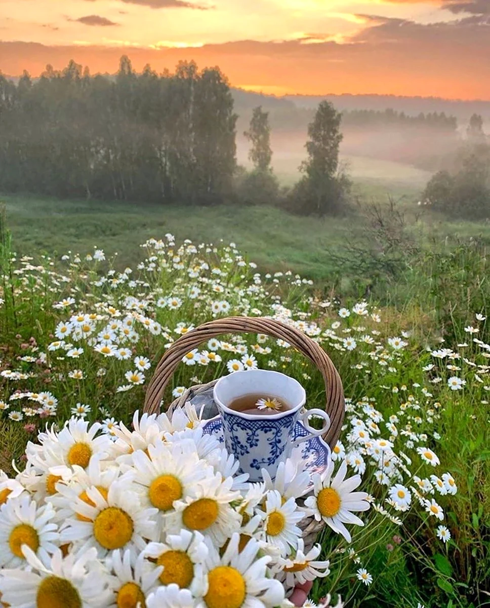 Картинка утро доброе и прекрасное природа. Доброе Ромашковое утро. Летнее утро. Доброе летнее утро. Чудесного летнего утра.