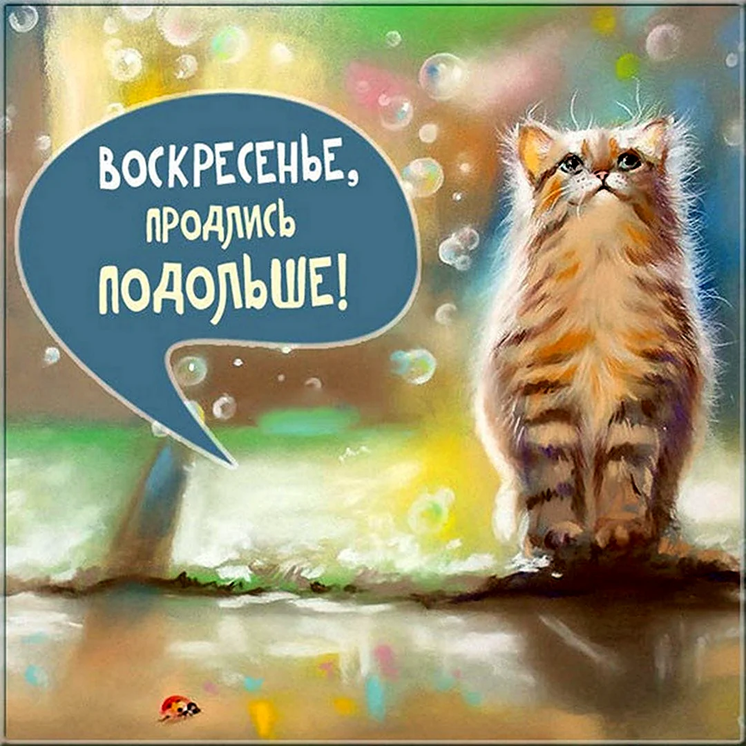 Путеводитель по самым смеш­ным мемным котам из рилсов* — с исто­рией и шаблонами