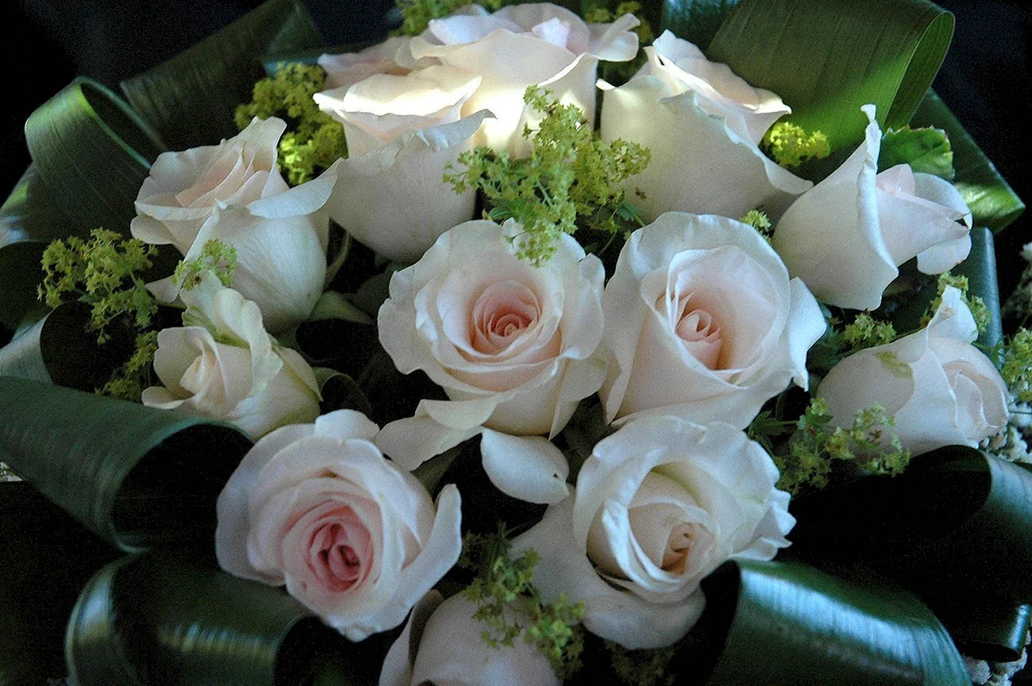 Добрый вечер с белыми розами