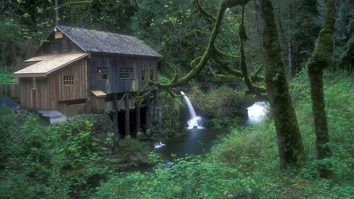Дом Беллы и Эдварда в лесу