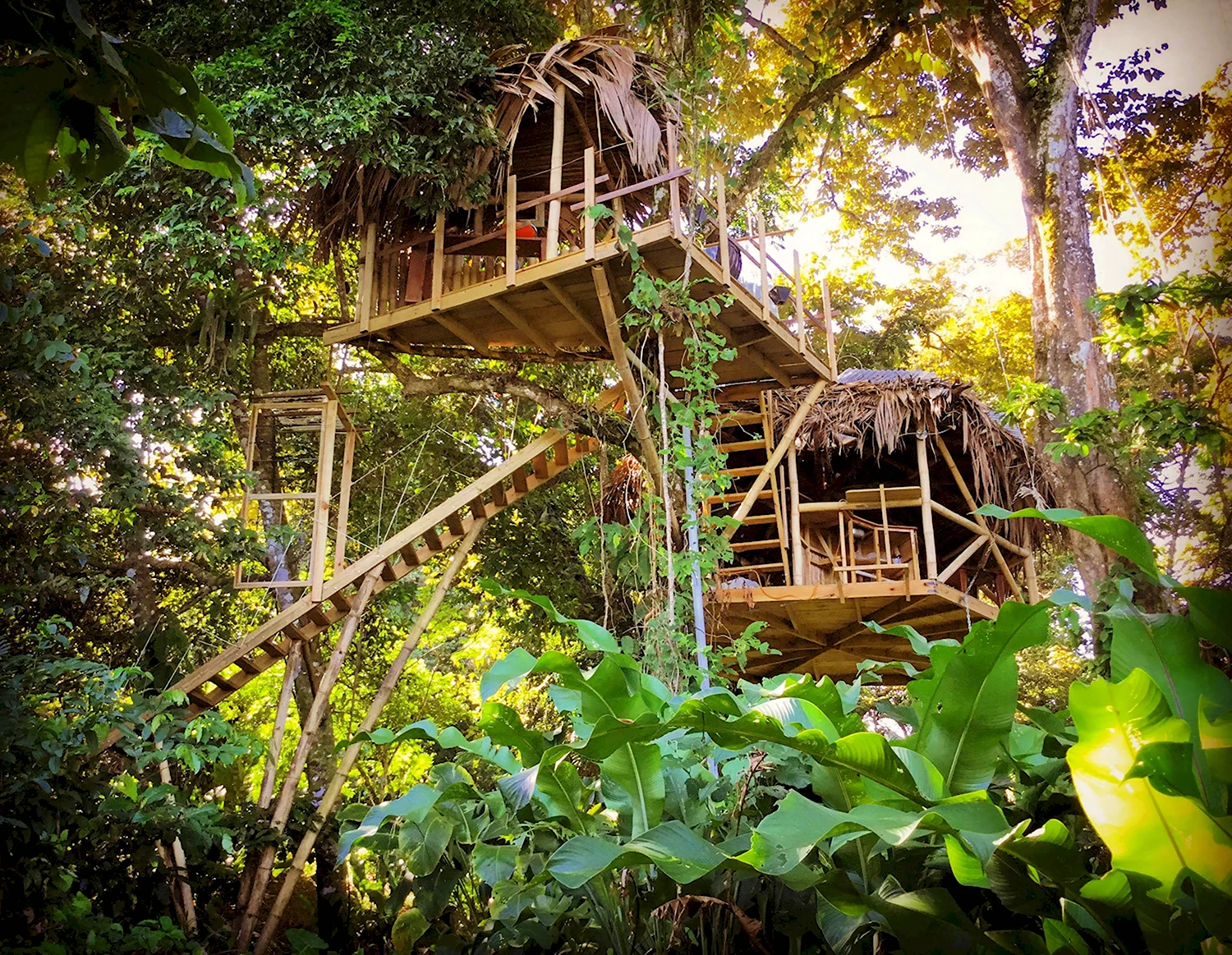 «Дом в джунглях» Сидней