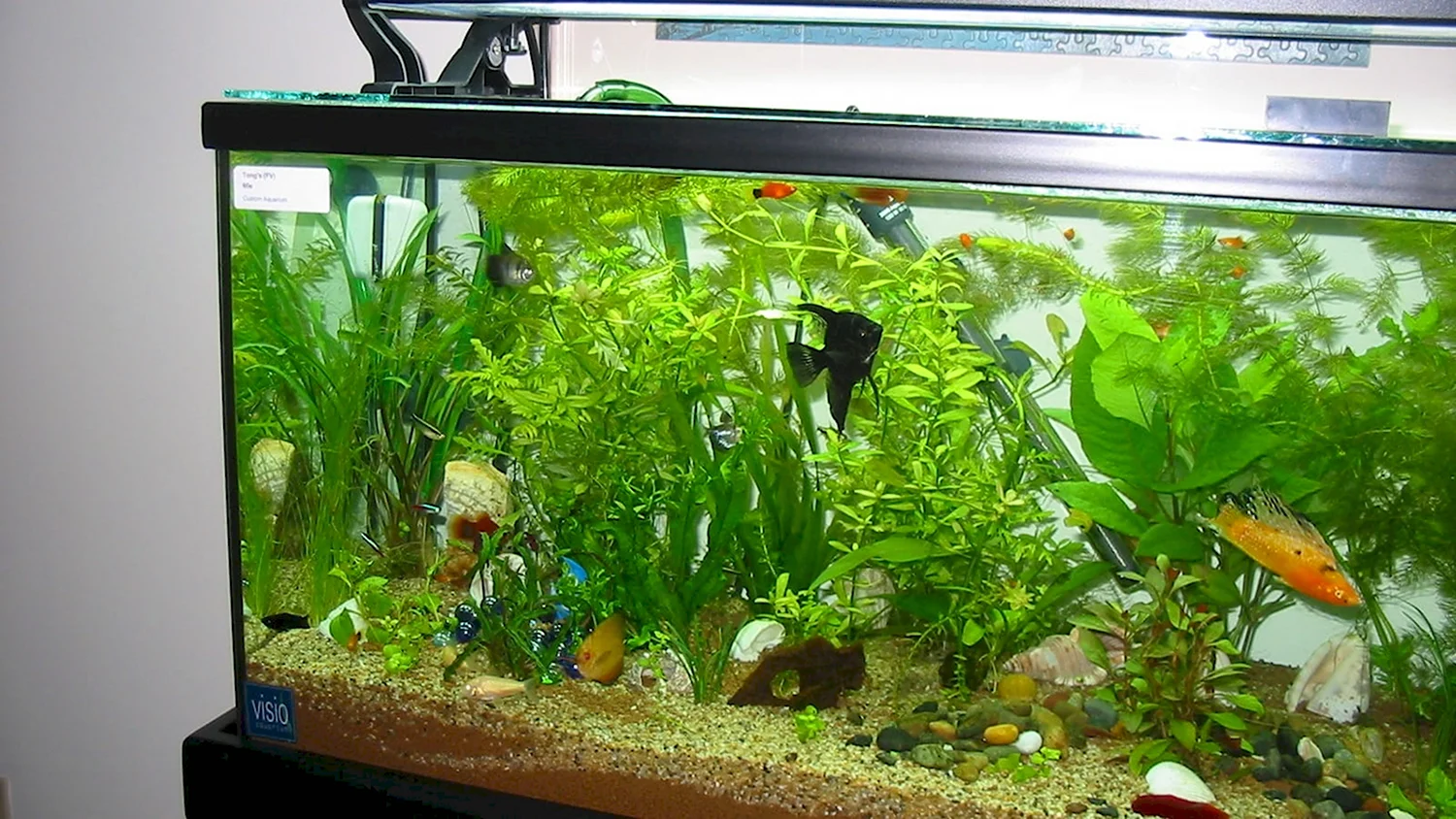 Домашний аквариум