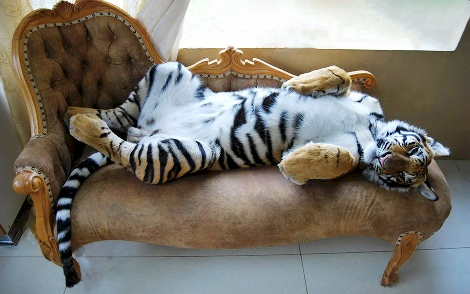 Домашний тигр