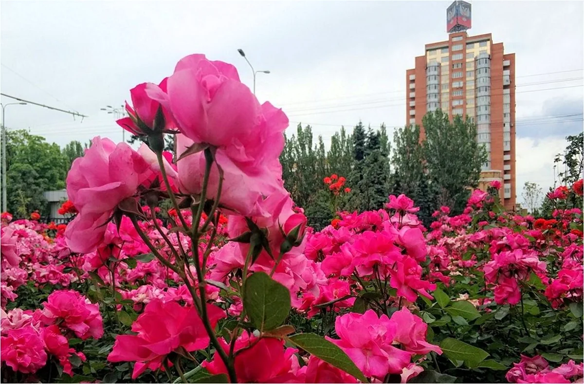 Донецк город роз