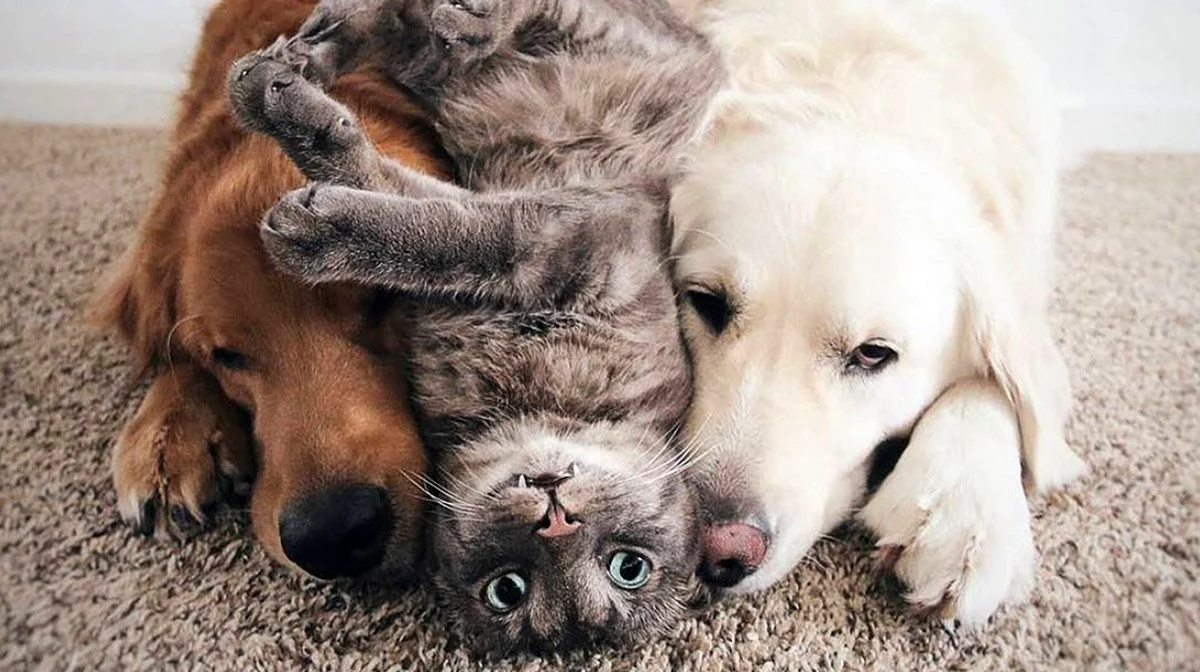 Дружба кошки и собаки