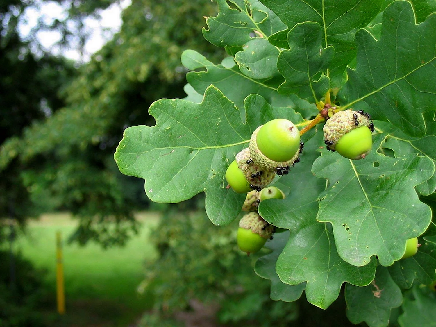 Дуб черешчатый обыкновенный - Quercus Robur