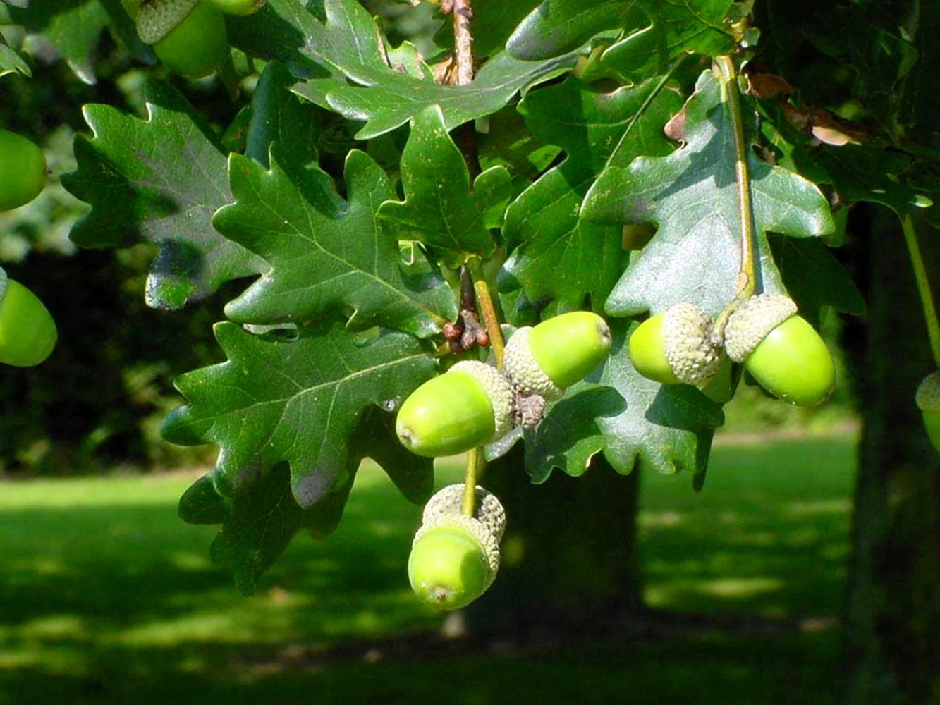 Дуб черешчатый Quercus Robur