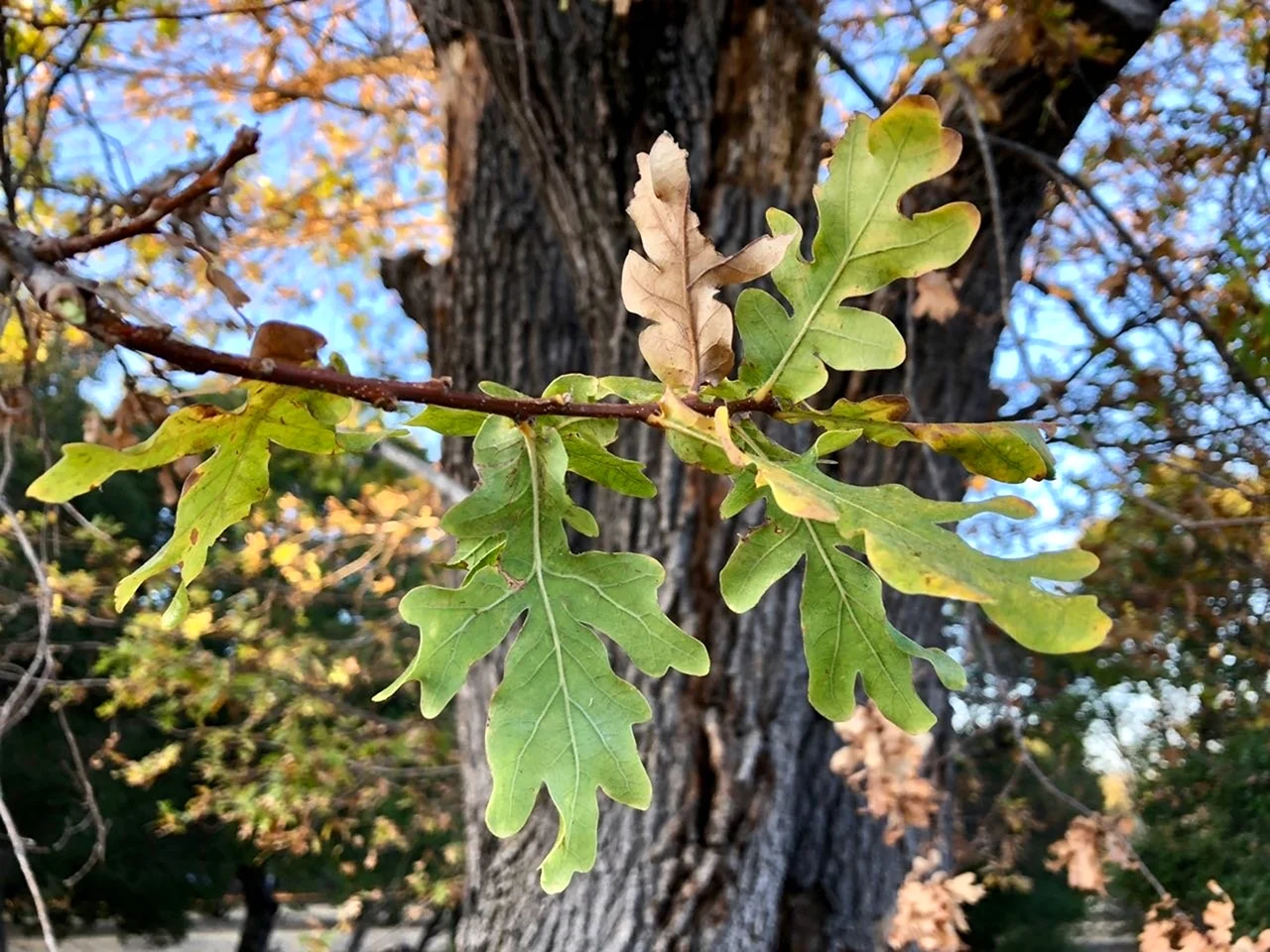 Дуб черешчатый Quercus Robur