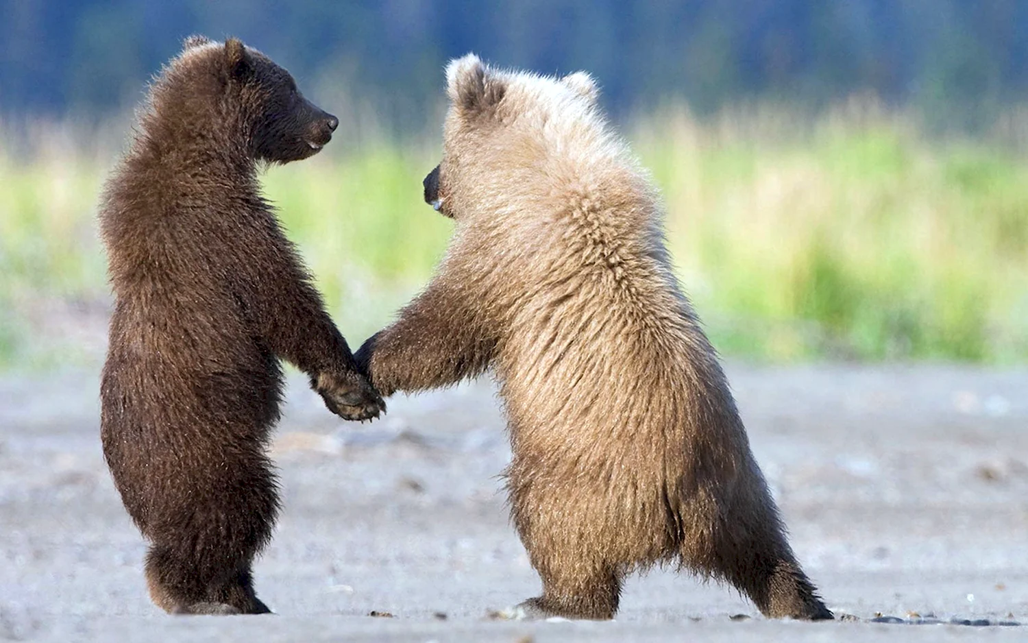 Два медвежонка