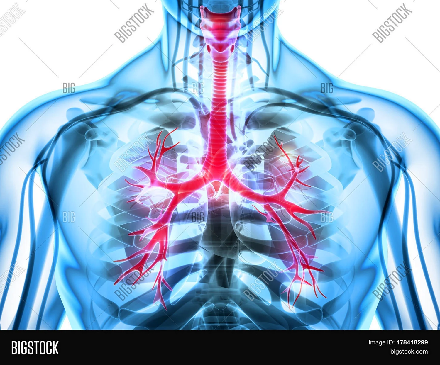 Дыхательная система 3д