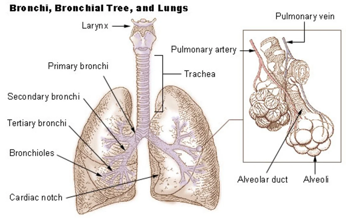 Дыхательная система бронхи