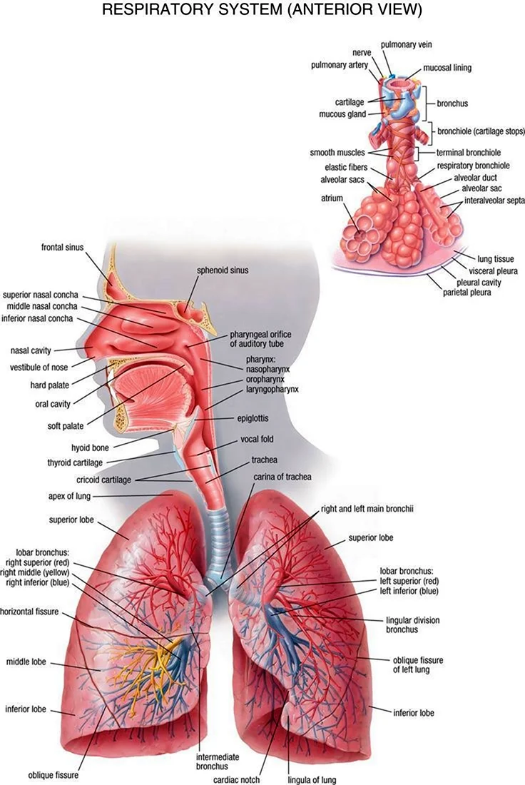 Дыхательная система человека анатомия