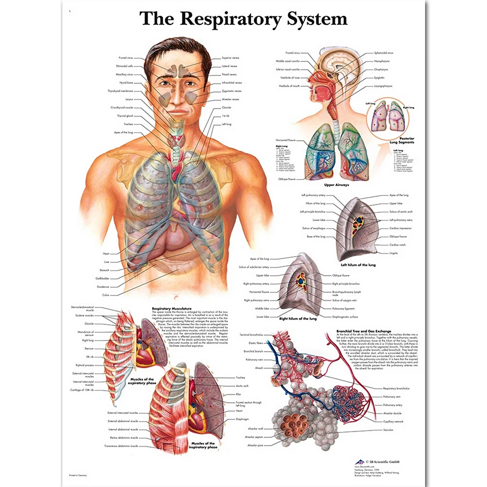 Дыхательная система человека плакат