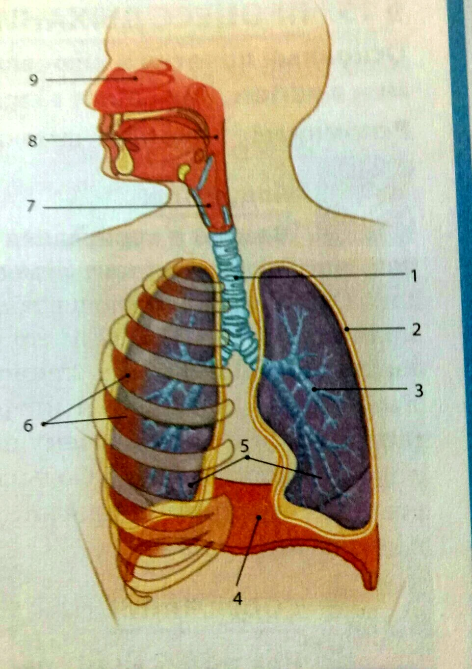 Дыхательная система человека трахея