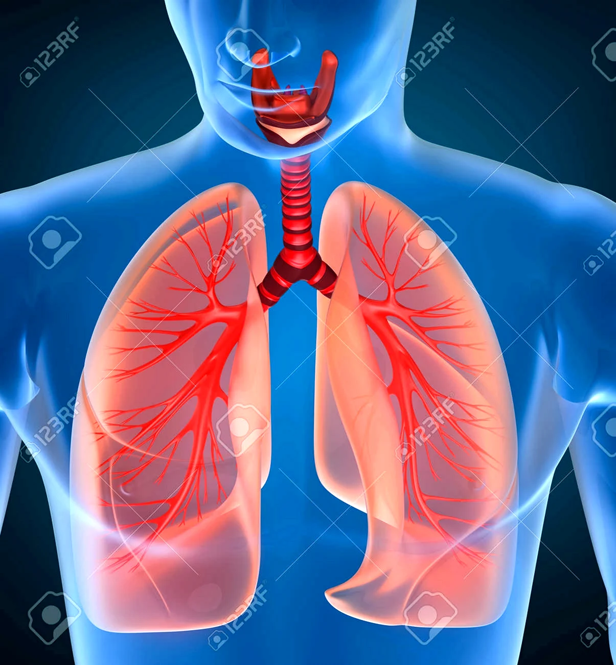 Дыхательная система фото