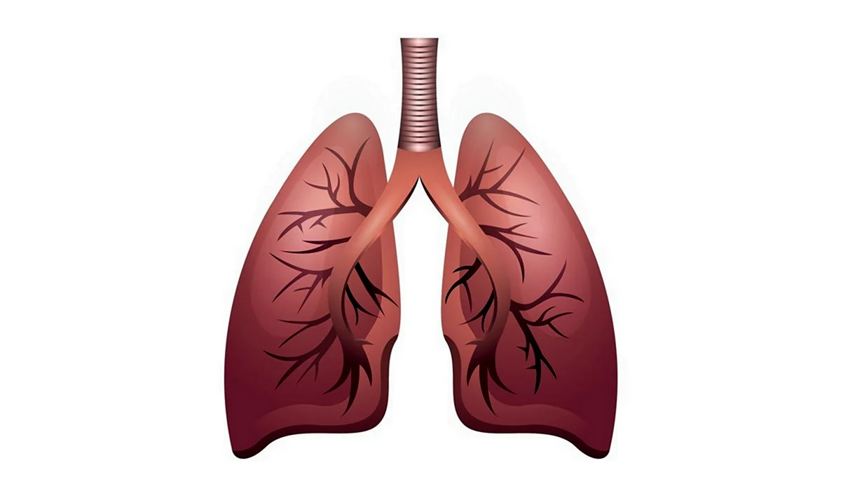 Дыхательная система легкие