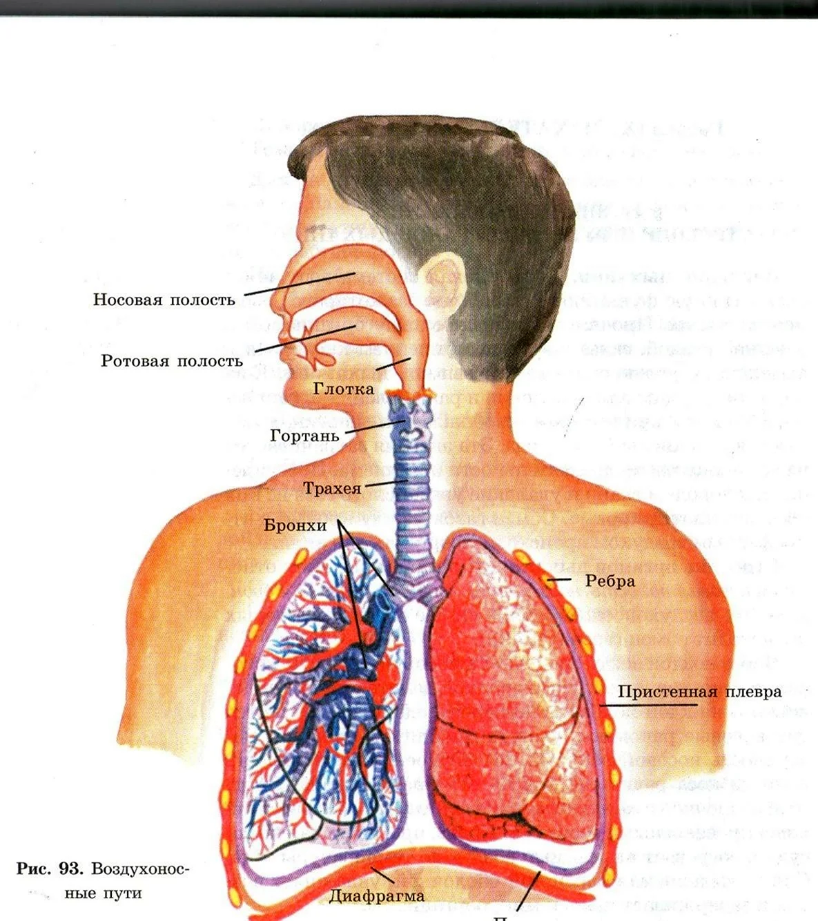 Дыхательная система строение трахея