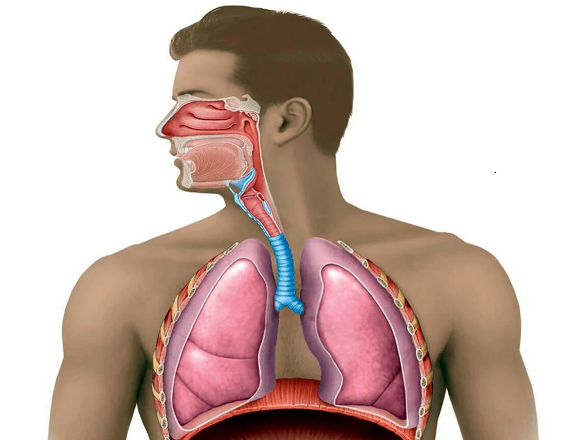Дыхательная трахея человека