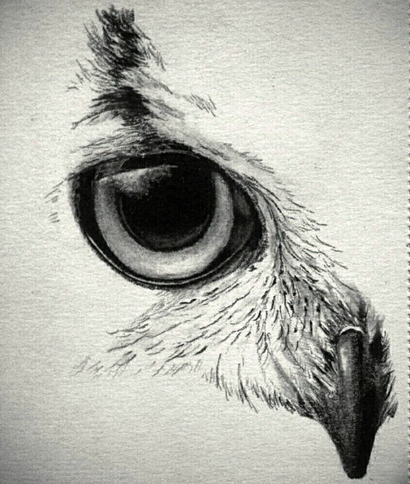 Эскиз глаза животного
