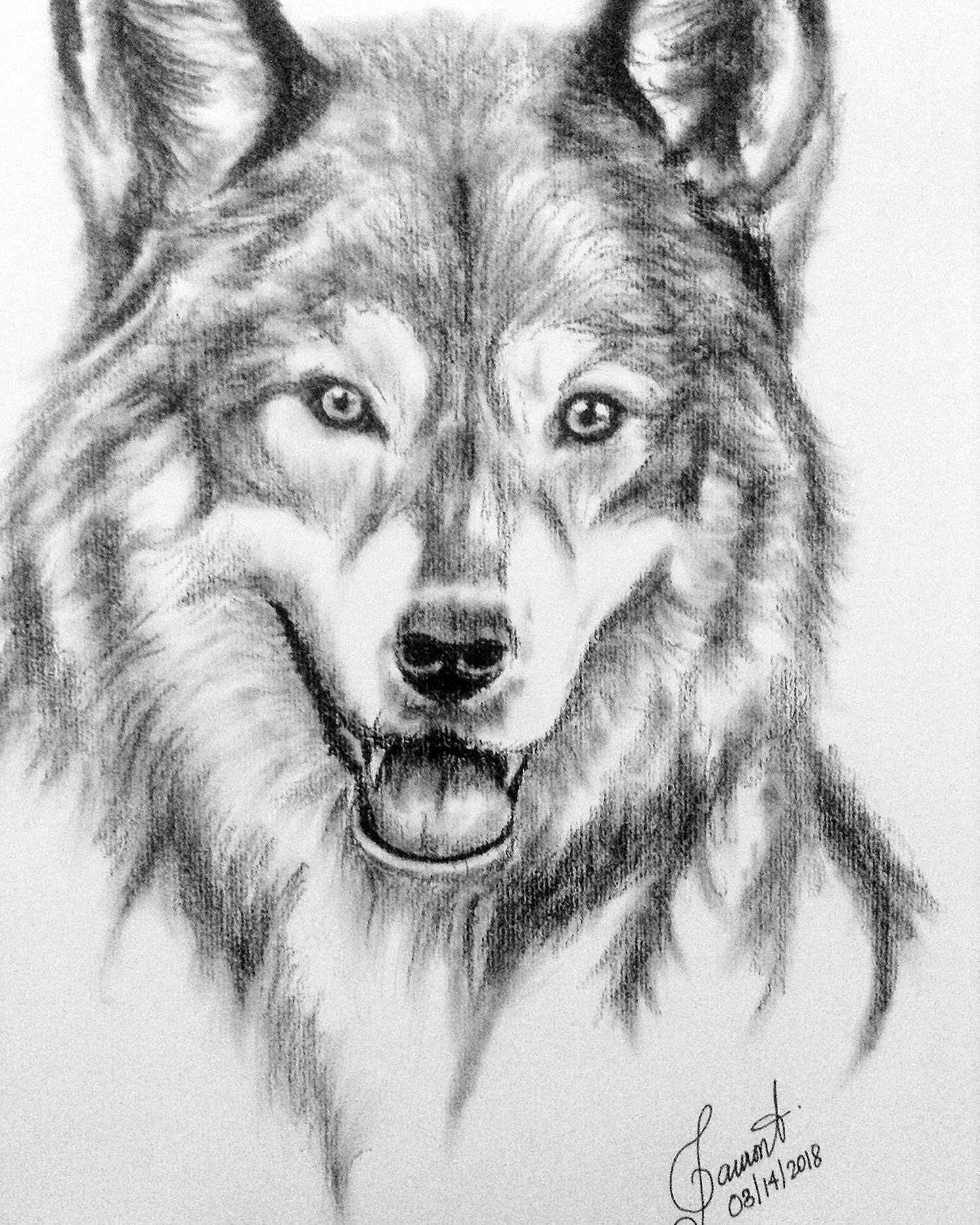 Эскиз волка карандашом