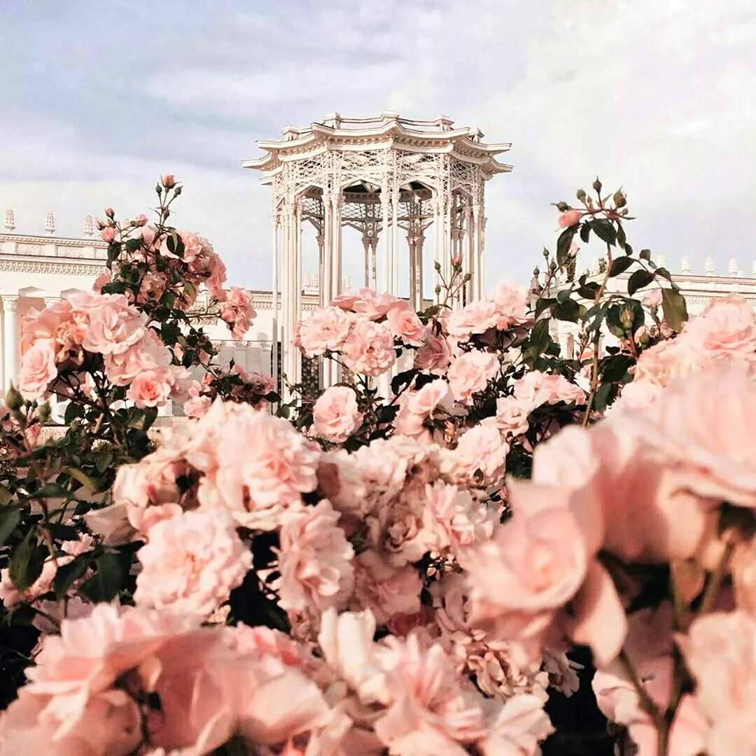Эстетика розового