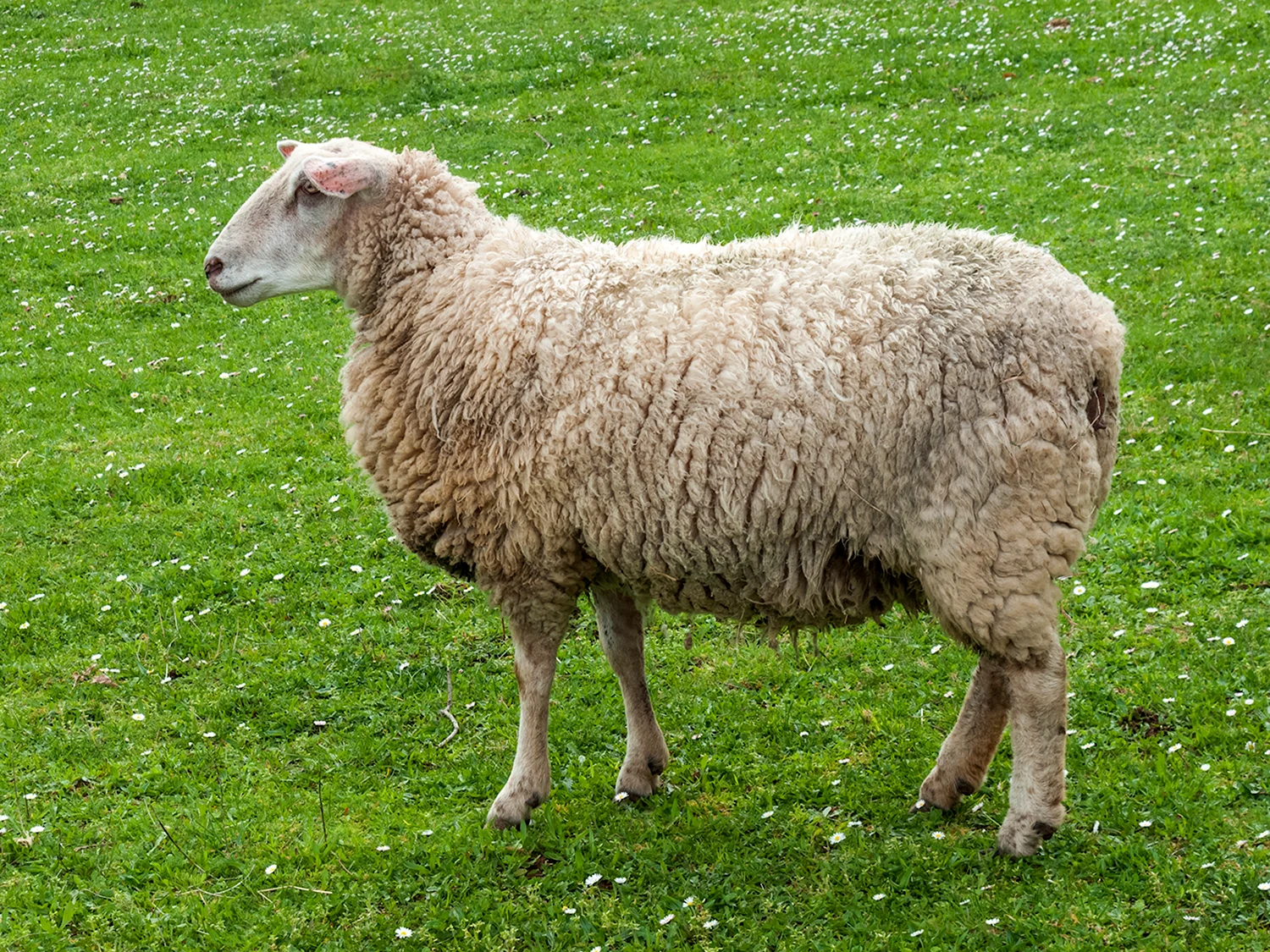Эстонская белоголовая порода овец