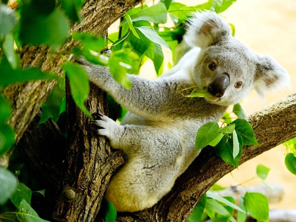 Эвкалипт в Австралии с коалой