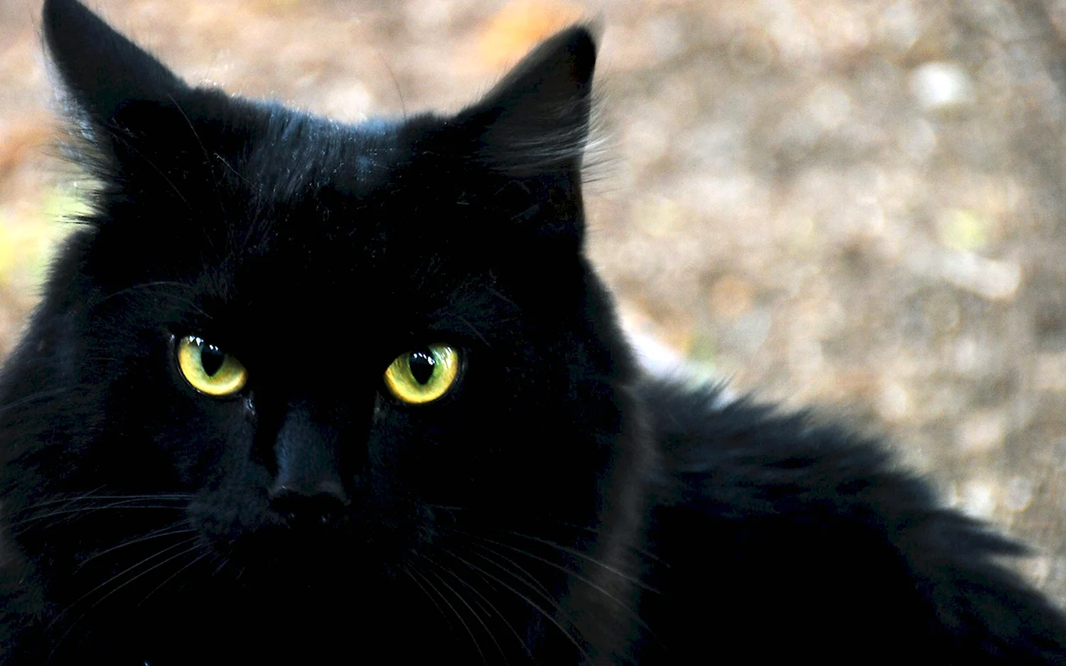 Европейская короткошерстная кошка черная дымчатая