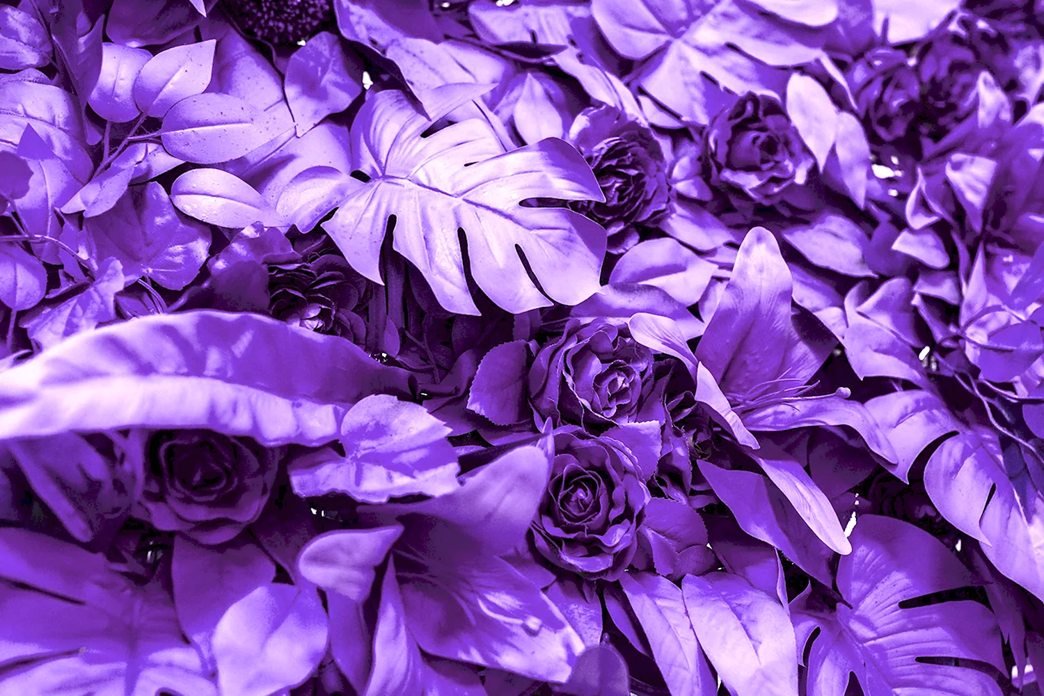 Фиолетовый цвет