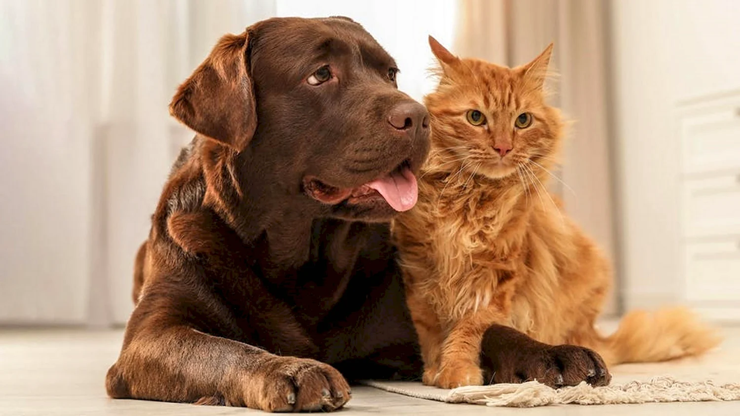 Фото собак и кошек вместе