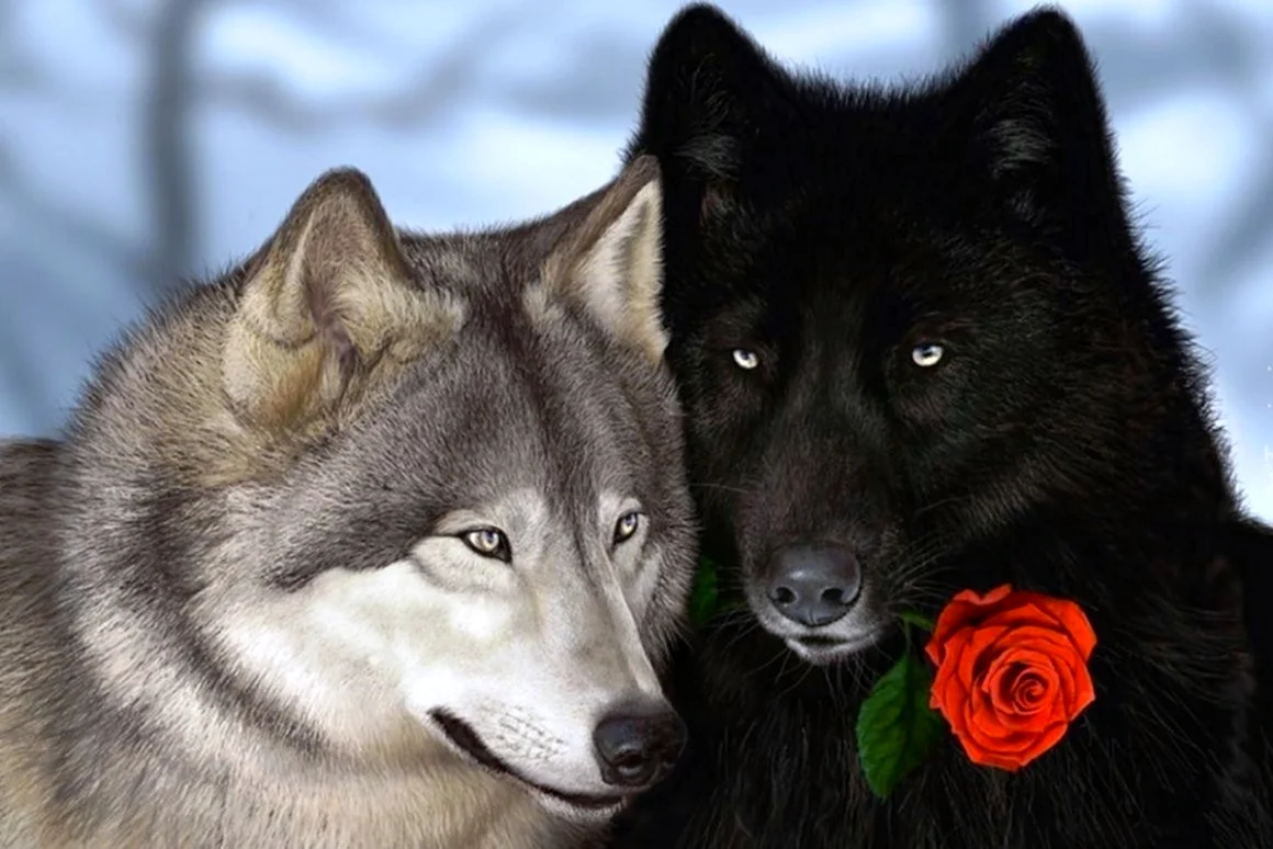 Фото волка с розой