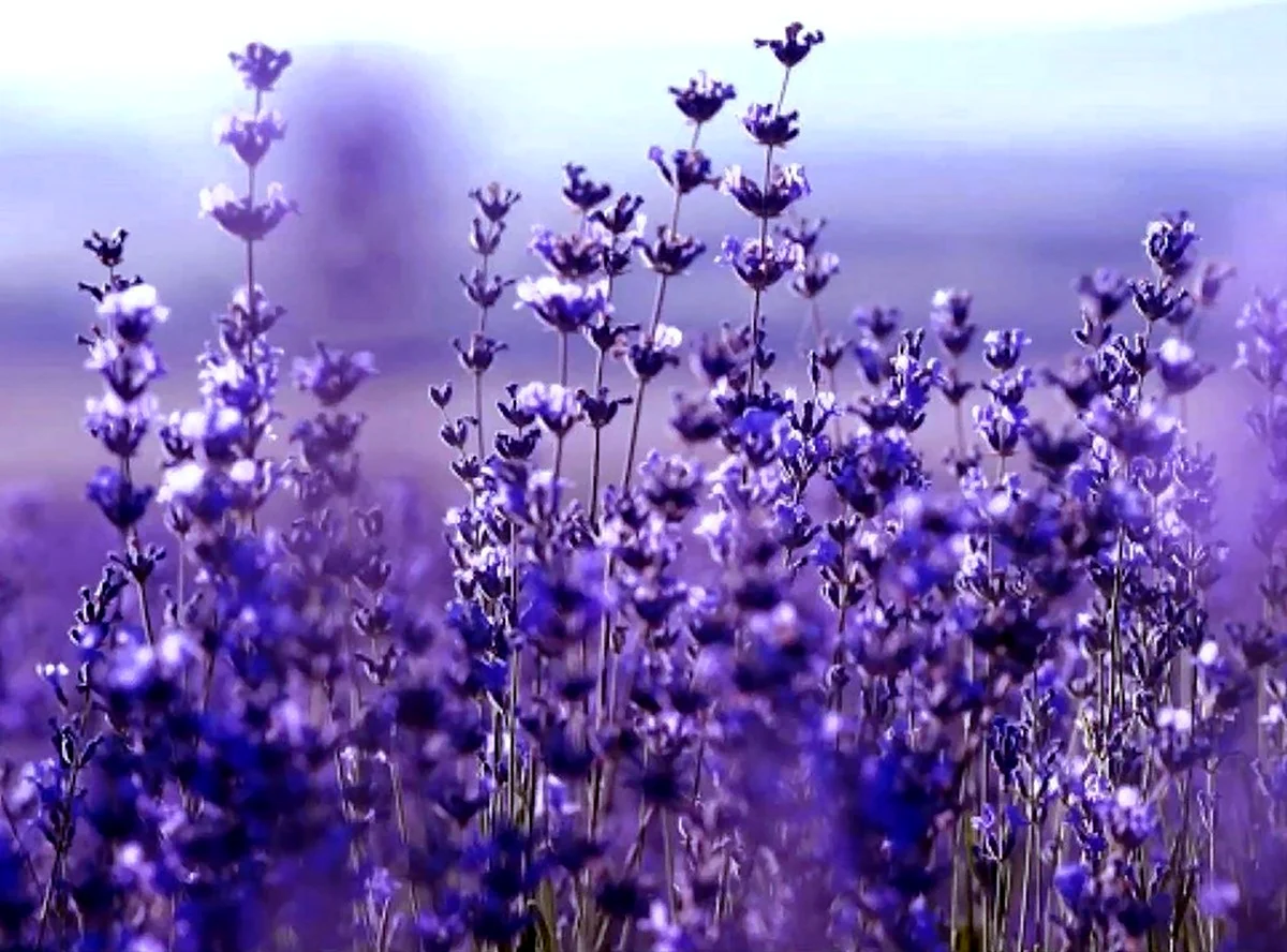 Фотообои фиолетовые цветы