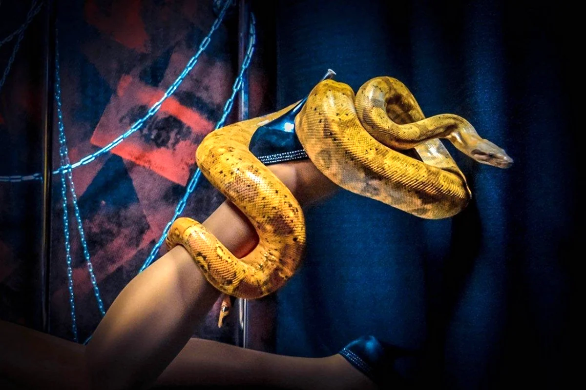 Фотосессия со змеей