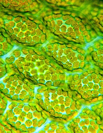 Фотосинтезирующая ткань в растительной клетке