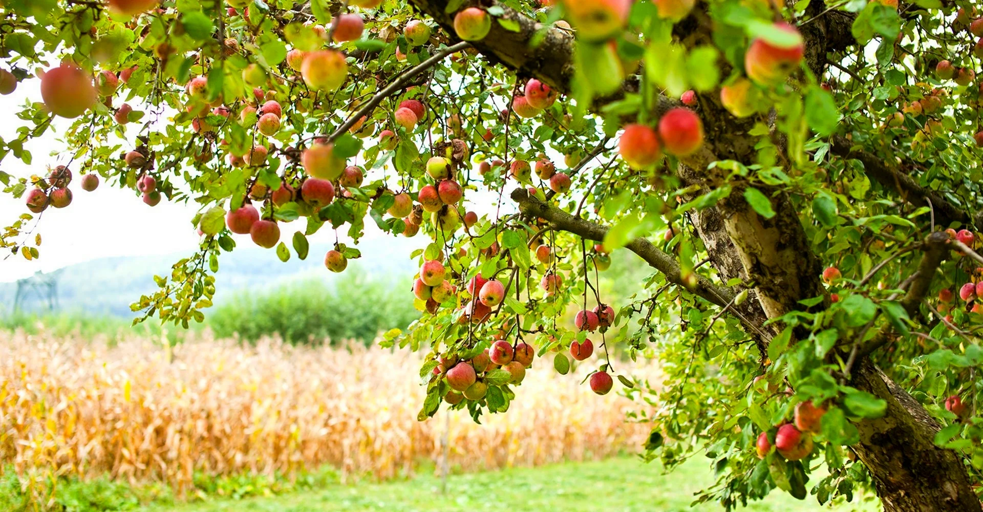 Фруктовые деревья яблоня груша абрикос мандарин.