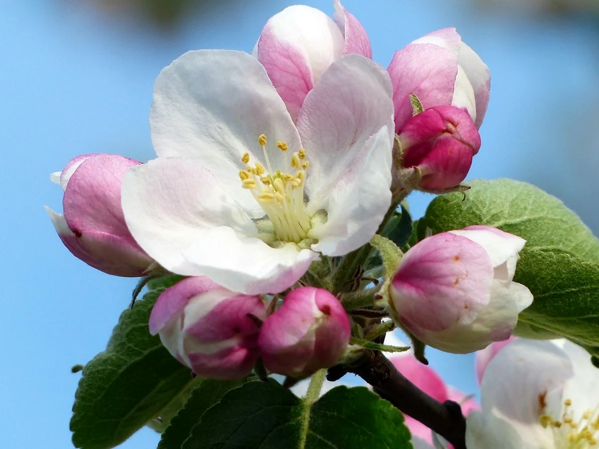 Фуджи яблоня цветет