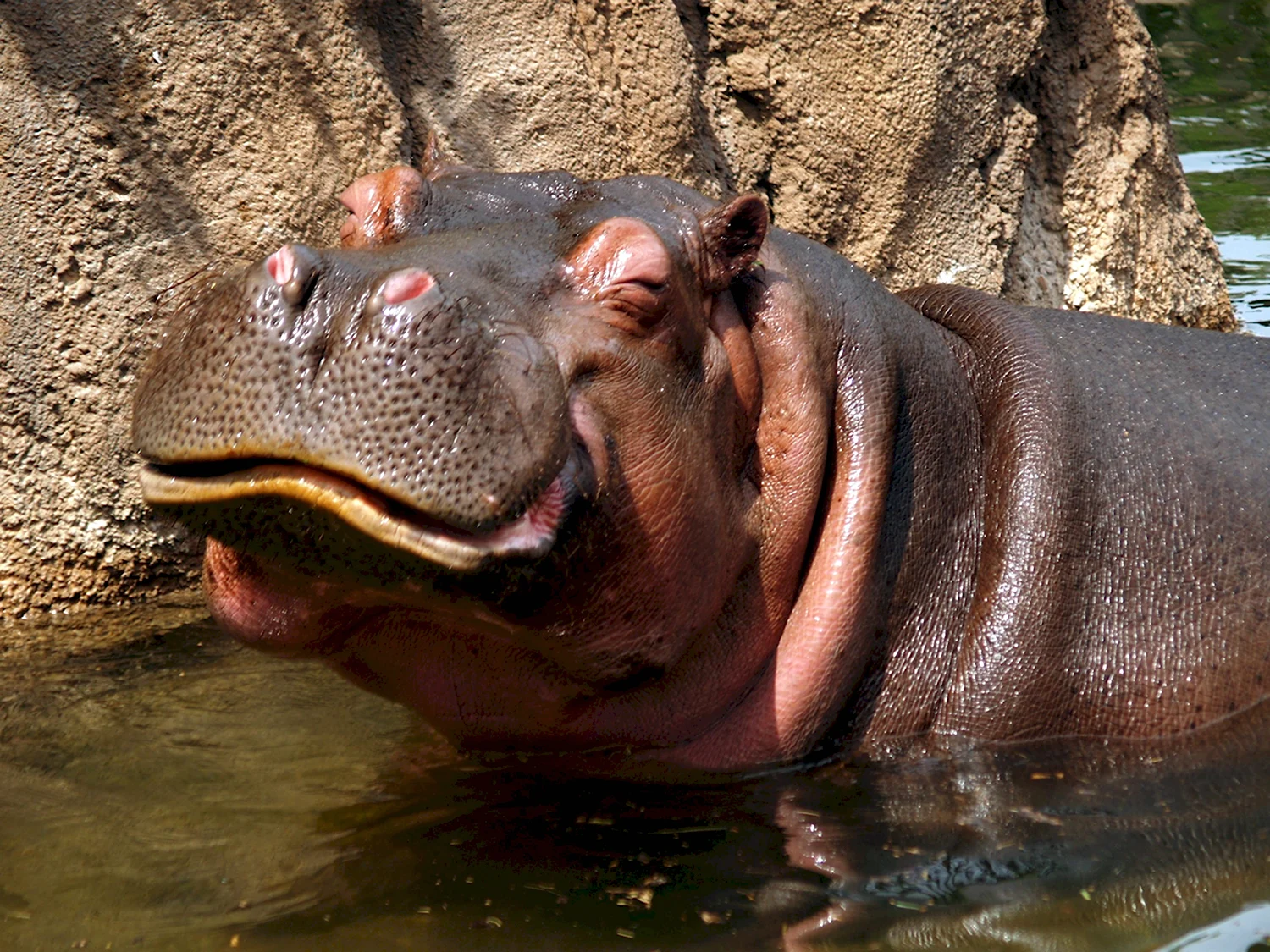 Funny Hippo Бегемот