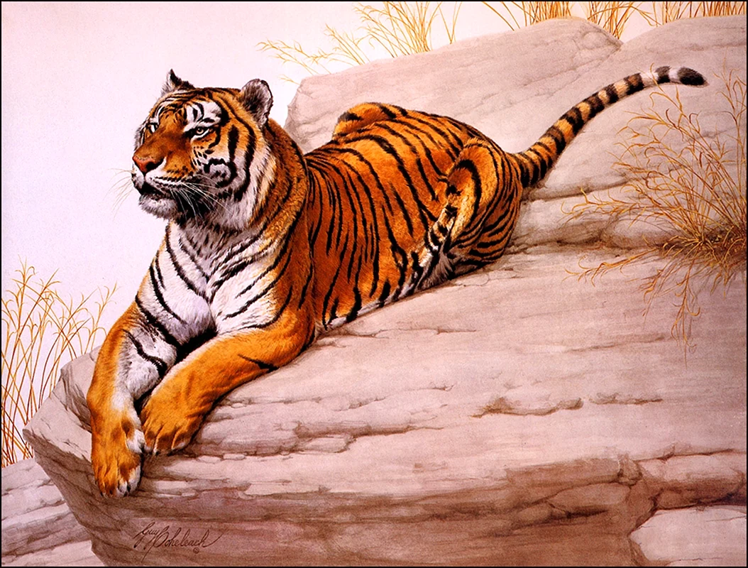 Тигры арт принт