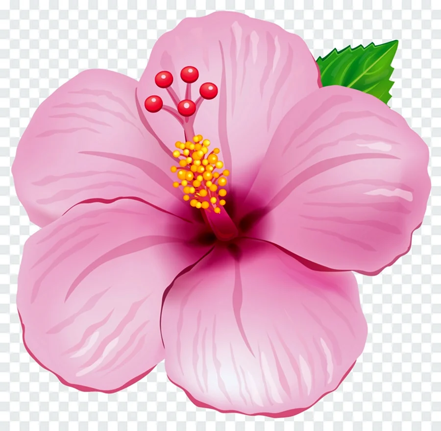 Гавайский цветок гибискус