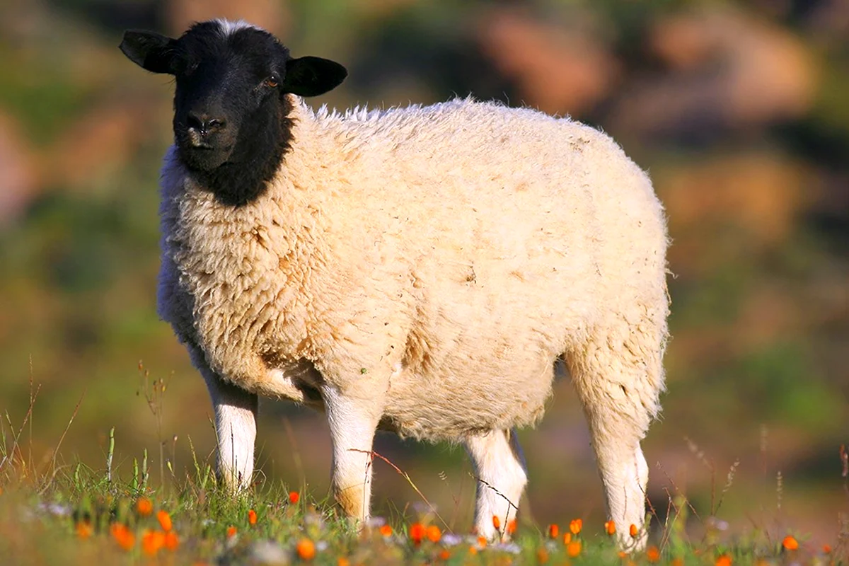 Гемпшир порода овец