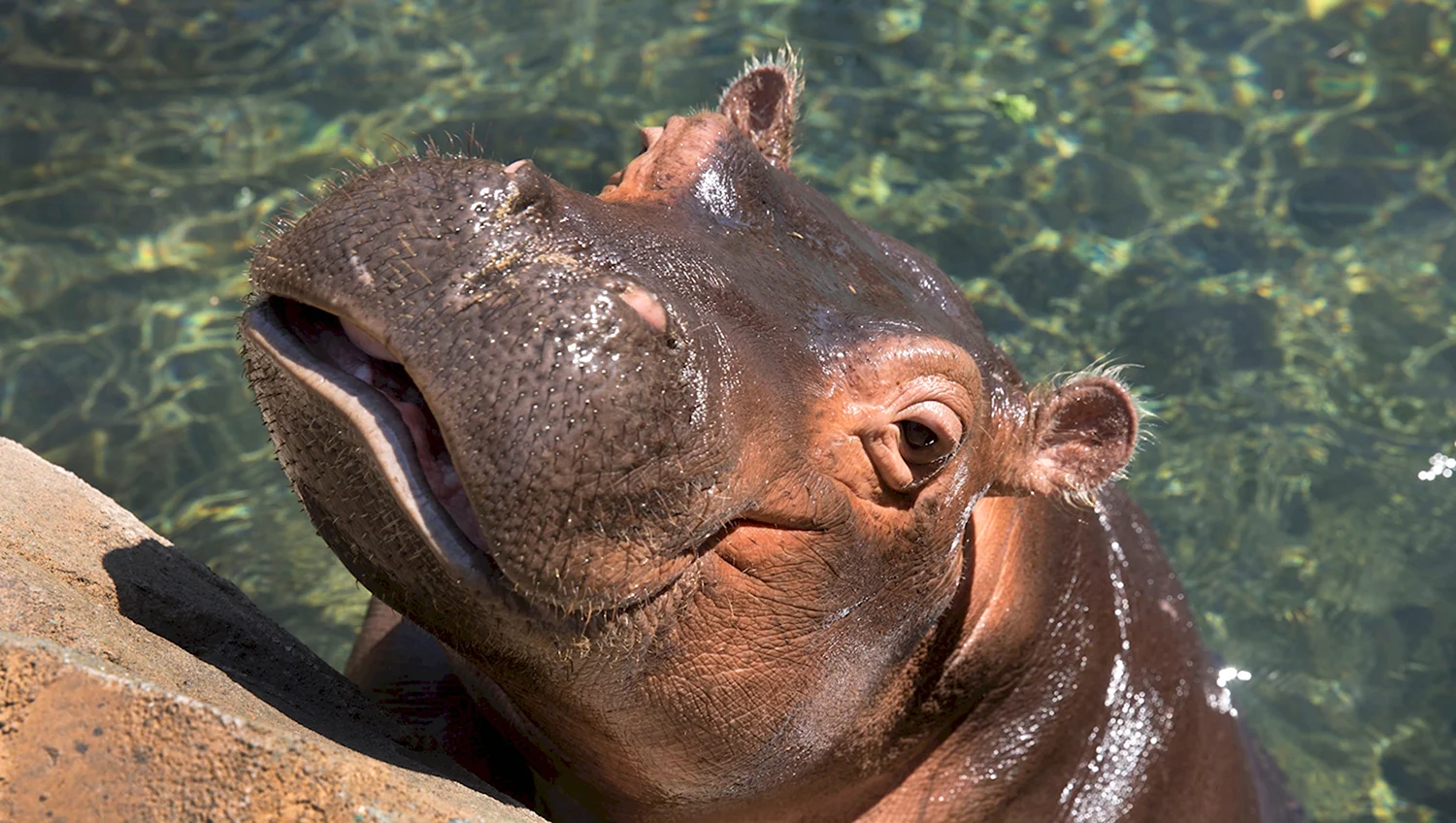 Гиппопотам Hippopotamus 2018