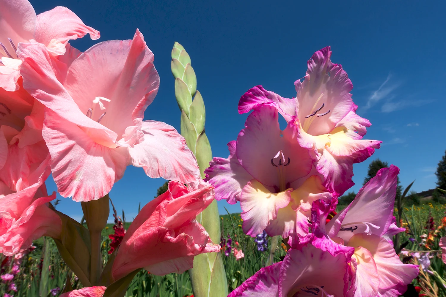 «Гладиолус болотный» Botanical collection