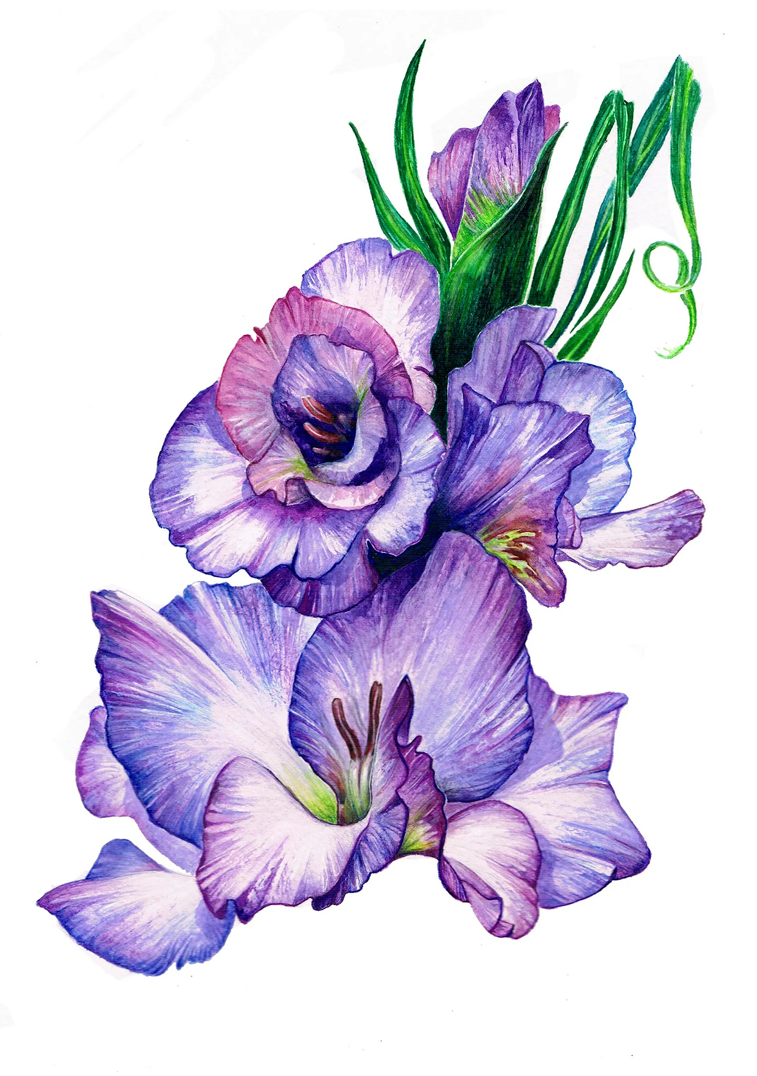 Гладиолус цветок акварелью