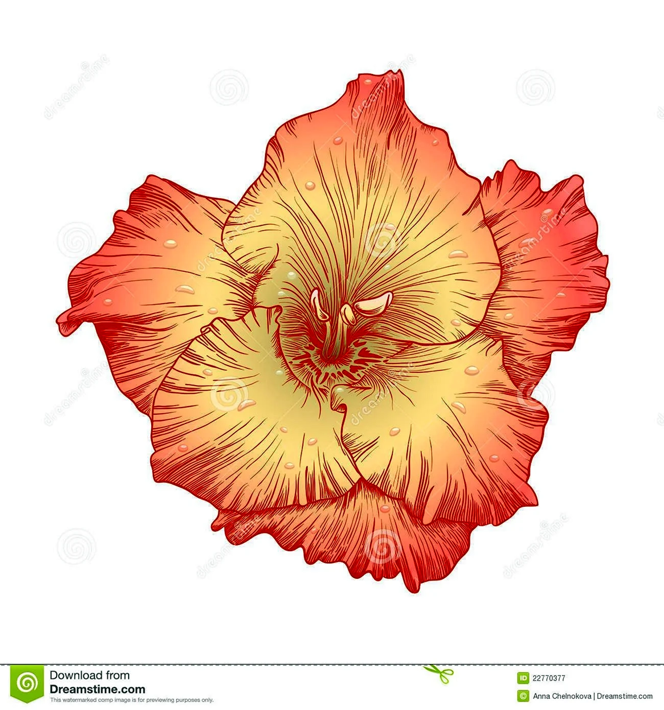 Гладиолус цветок вектор